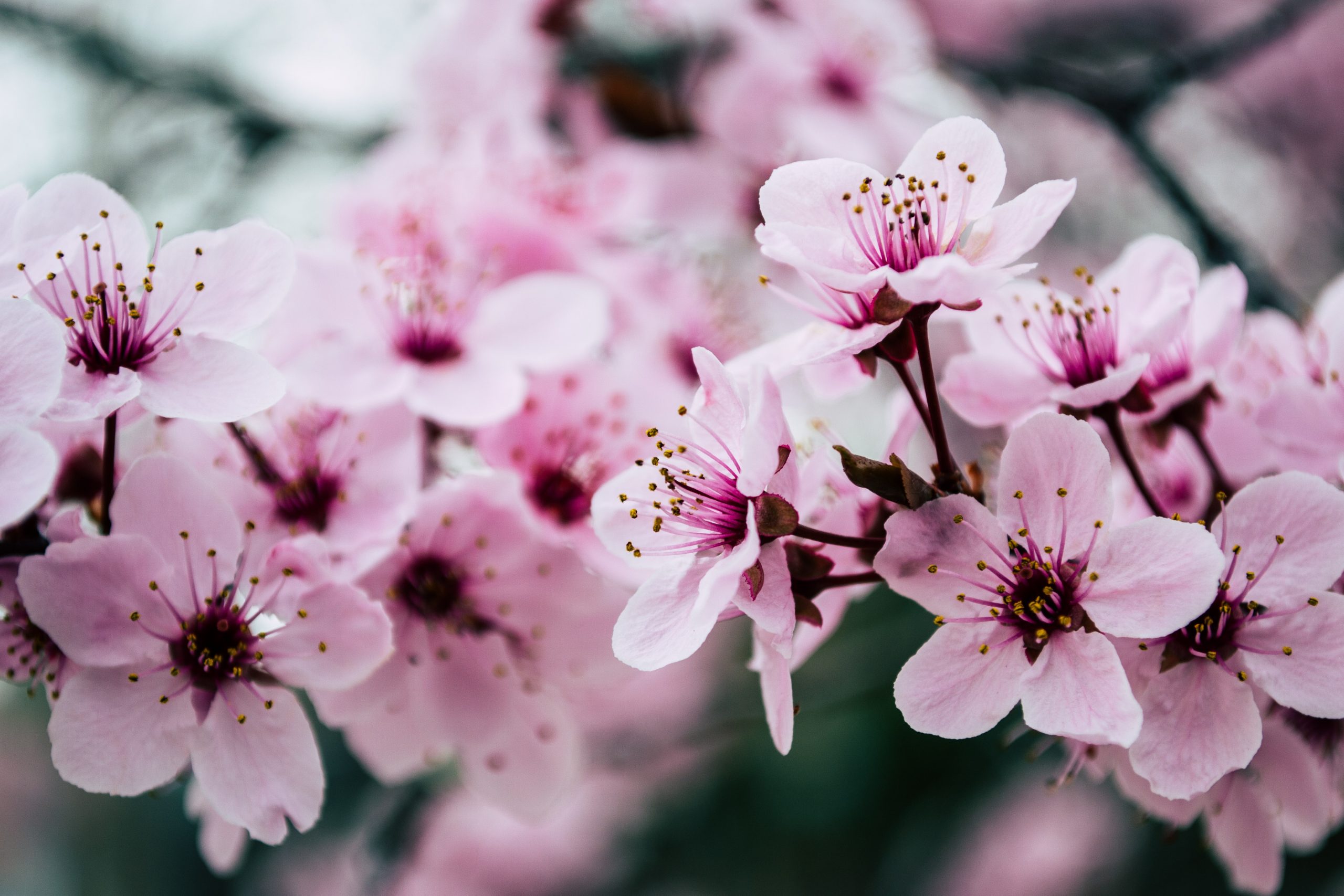 Read more about the article Floradin – Nadin Schmutz